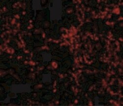 IL-21R Antibody - BSA Free, Novus Biologicals 0.1mg; Unlabeled:Antibodies,
