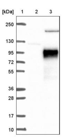 IL-21R Antibody, Novus Biologicals:Antibodies:Primary Antibodies