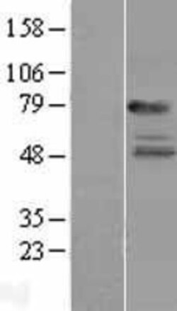 Novus Biologicals&trade;&nbsp;IL-22R alpha 1 Overexpression Lysate
