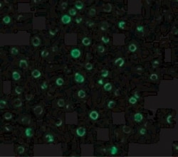 IL-22R alpha 1 Antibody - BSA Free, Novus Biologicals 0.025 mg, Unconjugated:Antibodies,