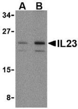 IL-23A/IL-23 P19 Antibody - BSA Free, Novus Biologicals 0.1 mg | Buy Online | Novus Biologicals | Fisher Scientific