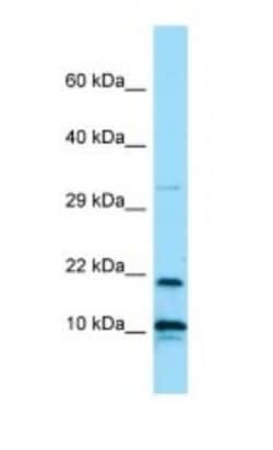IL-26/AK155 Antibody, Novus Biologicals 100&mu;L; Unlabeled:Antibodies,