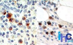 EBI3 Antibody (15k8D10) - Azide Free, Novus Biologicals 1 mg, Unlabeled:Antibodies,
