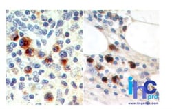 EBI3 Antibody (15k8D10) - BSA Free, Novus Biologicals:Antibodies:Primary