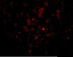 EBI3 Antibody - BSA Free, Novus Biologicals 0.1mg; Unlabeled:Antibodies,