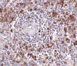 EBI3 Antibody - BSA Free, Novus Biologicals 0.1mg; Unlabeled:Antibodies,