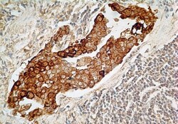 IL-27R alpha/WSX-1/TCCR Antibody (34N4G11) - BSA Free, Novus Biologicals:Antibodies:Primary