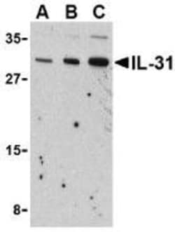 IL-31 Antibody - BSA Free, Novus Biologicals 0.1mg; Unlabeled:Antibodies,