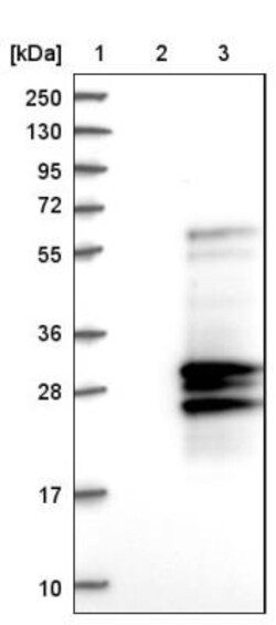 IL-32 Antibody, Novus Biologicals:Antibodies:Primary Antibodies