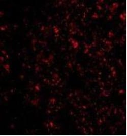 IL-33 Antibody - BSA Free, Novus Biologicals 0.025 mg | Buy Online | Novus Biologicals | Fisher Scientific