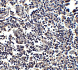 IL-33 Antibody - BSA Free, Novus Biologicals 0.025 mg | Buy Online | Novus Biologicals | Fisher Scientific