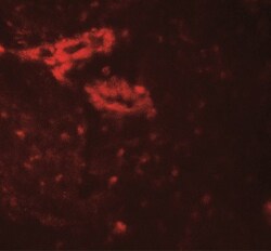 IL-36 gamma/IL-1F9 Antibody - BSA Free, Novus Biologicals:Antibodies:Primary