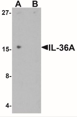 IL-36 alpha/IL-1F6 Antibody - BSA Free, Novus Biologicals:Antibodies:Primary
