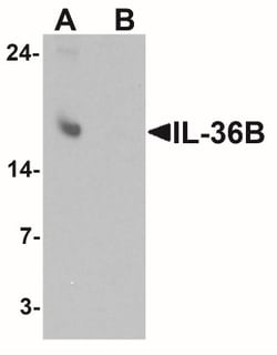 IL-36 beta/IL-1F8 Antibody - BSA Free, Novus Biologicals:Antibodies:Primary