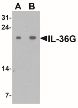 IL-36 gamma/IL-1F9 Antibody - BSA Free, Novus Biologicals:Antibodies:Primary