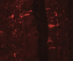IL-36Ra/IL-1F5 Antibody - BSA Free, Novus Biologicals 0.1mg; Unlabeled:Antibodies,
