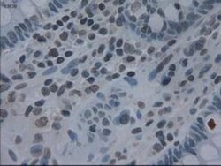 IL-3 Antibody (OTI3B11), Novus Biologicals 0.1mL; Unlabeled:Antibodies,
