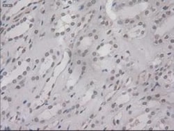 IL-3 Antibody (OTI3B11), Novus Biologicals 0.1mL; Unlabeled:Antibodies,