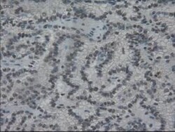 IL-3 Antibody (OTI3B11), Novus Biologicals 0.1mL; Unlabeled:Antibodies,