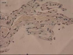 IL-3 Antibody (OTI3B11), Novus Biologicals 0.1mL; Unlabeled:Antibodies,