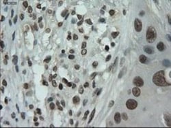 IL-3 Antibody (OTI3B11), Novus Biologicals 0.1mL; Unlabeled:Antibodies,