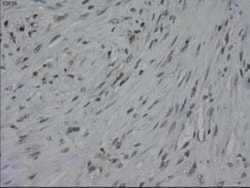 IL-3 Antibody (OTI3B11), Novus Biologicals 0.1mL; Unlabeled:Antibodies,
