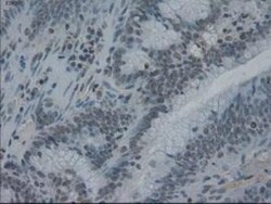 IL-3 Antibody (OTI3B11), Novus Biologicals 0.1mL; Unlabeled:Antibodies,