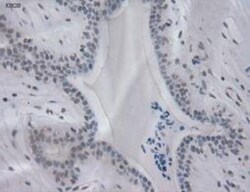 IL-3 Antibody (OTI3B11), Novus Biologicals 0.1mL; Unlabeled:Antibodies,