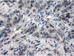 IL-3 Antibody (OTI3B11), Novus Biologicals 0.1mL; Unlabeled:Antibodies,