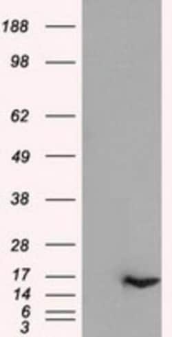 IL-3 Antibody (OTI3B11), Novus Biologicals 0.1mL; Unlabeled:Antibodies,