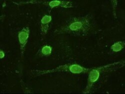 IL-6 Antibody (OTI3G9), Novus Biologicals 0.1mL; Unlabeled:Antibodies,