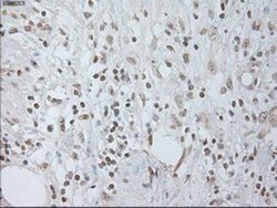 IL-6 Antibody (OTI3G9), Novus Biologicals 0.1mL; Unlabeled:Antibodies,