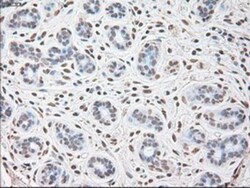 IL-6 Antibody (OTI3G9), Novus Biologicals 0.1mL; Unlabeled:Antibodies,