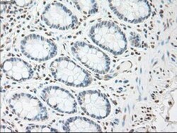 IL-6 Antibody (OTI3G9), Novus Biologicals 0.1mL; Unlabeled:Antibodies,