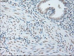 IL-6 Antibody (OTI3G9), Novus Biologicals 0.1mL; Unlabeled:Antibodies,