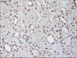 IL-6 Antibody (OTI3G9), Novus Biologicals 0.1mL; Unlabeled:Antibodies,