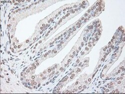 IL-6 Antibody (OTI3G9), Novus Biologicals 0.1mL; Unlabeled:Antibodies,