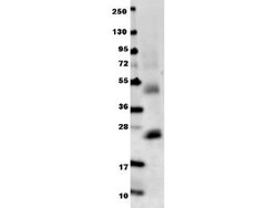IL-6 Antibody, Novus Biologicals 0.1mg; Unlabeled:Antibodies, Polyclonal