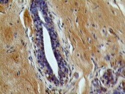 IL-7R alpha/CD127 Antibody (22F3D9) - BSA Free, Novus Biologicals:Antibodies:Primary