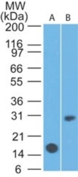 IL-7R alpha/CD127 Antibody (22F3D9) - BSA Free, Novus Biologicals:Antibodies:Primary