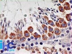 IL-7R alpha/CD127 Antibody (73N8F2) - Azide and BSA Free, Novus Biologicals