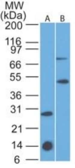 IL-7R alpha/CD127 Antibody (73N8F2) - Azide and BSA Free, Novus Biologicals