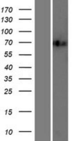 Novus Biologicals&trade;&nbsp;ILF1 Overexpression Lysate