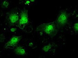 ILF2 Antibody (OTI6F1), Novus Biologicals 0.1mL; Unlabeled:Antibodies,