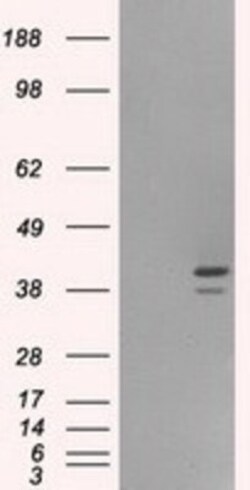 ILF2 Antibody (OTI6F1), Novus Biologicals 0.1mL; Unlabeled:Antibodies,