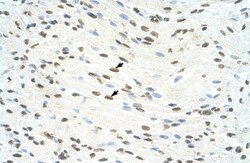 ILF3 Antibody, Novus Biologicals 0.05mg; Unlabeled:Antibodies, Polyclonal