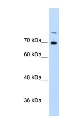 ILF3 Antibody, Novus Biologicals 0.05mg; Unlabeled:Antibodies, Polyclonal