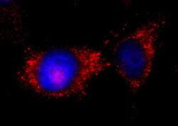 ILK Antibody, Novus Biologicals 0.1mL; Unlabeled:Antibodies, Polyclonal
