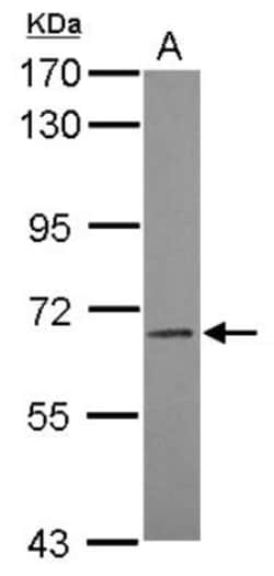 ILT5/CD85a/LILRB3 Antibody, Novus Biologicals 0.1mL; Unlabeled:Antibodies,