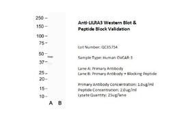 ILT6/CD85e/LILRA3 Antibody, Novus Biologicals 100&mu;L; Unlabeled:Antibodies,